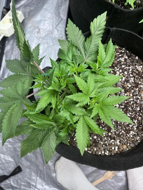 ethos/exotic/growers choice seeds. Week 4