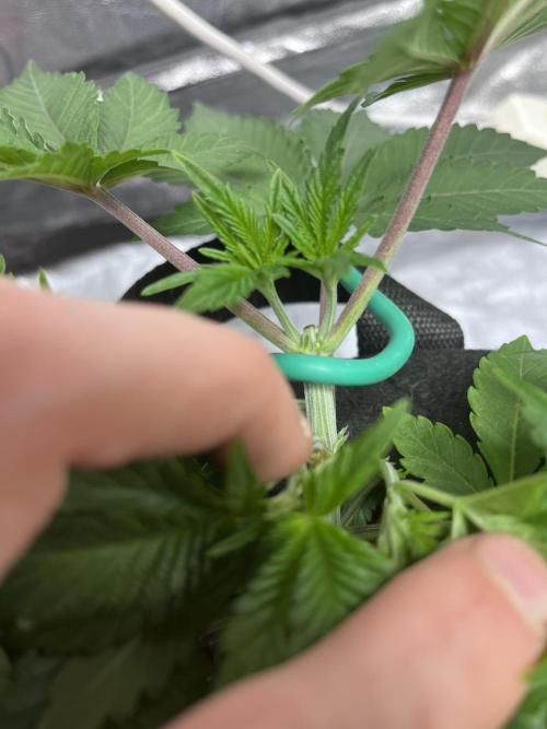ethos/exotic/growers choice seeds. Week 4