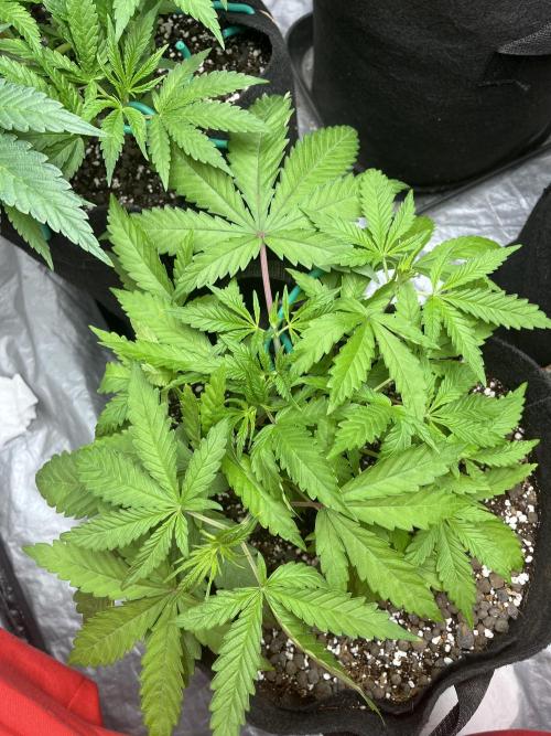 ethos/exotic/growers choice seeds. Week 4