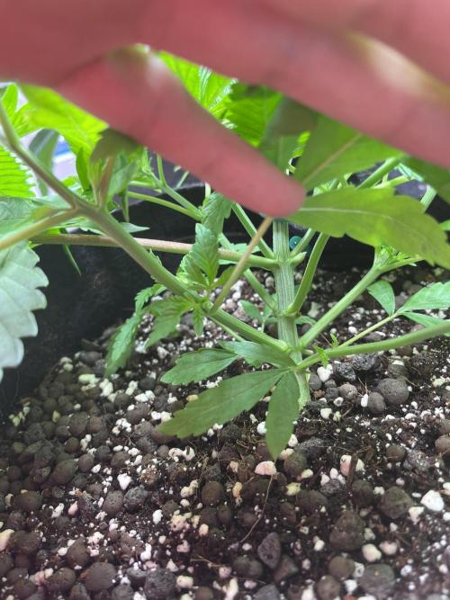 ethos/exotic/growers choice seeds. Week 4