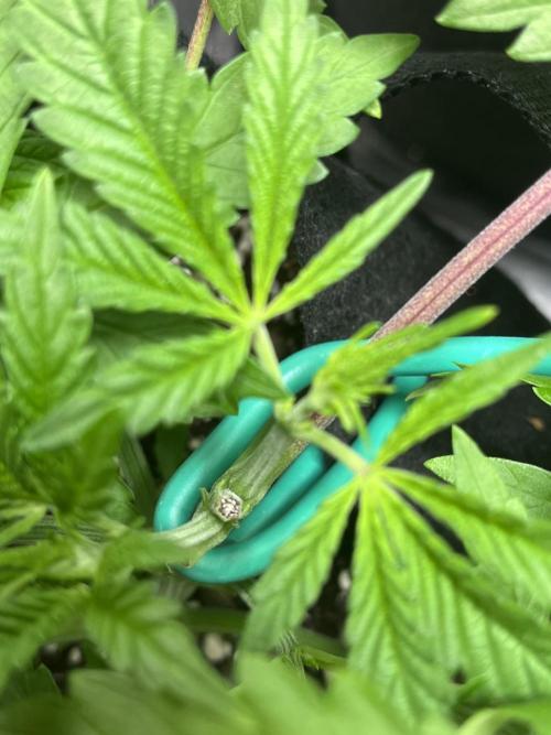 ethos/exotic/growers choice seeds. Week 4