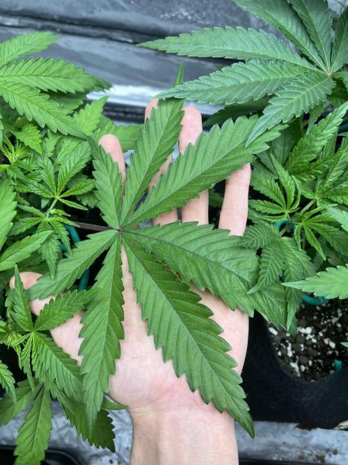 ethos/exotic/growers choice seeds. Week 4