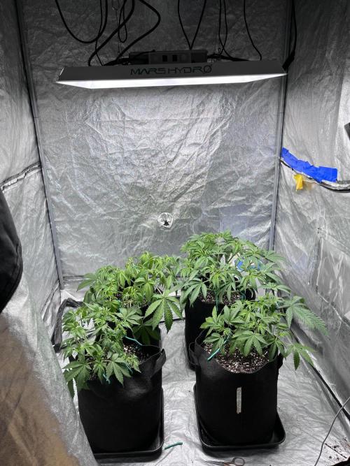 ethos/exotic/growers choice seeds. Week 5