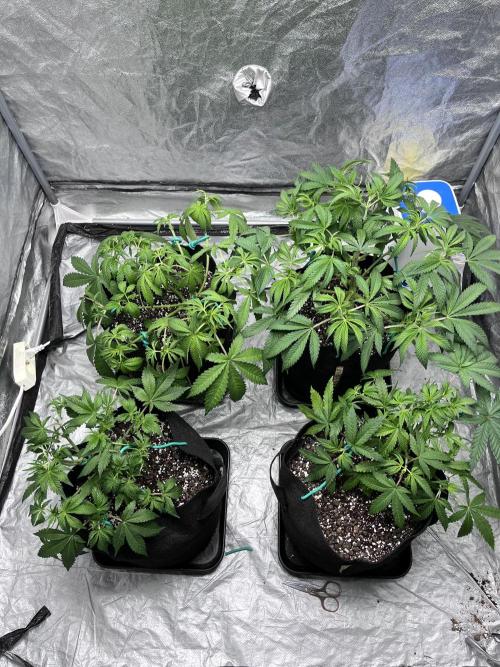 ethos/exotic/growers choice seeds. Week 5
