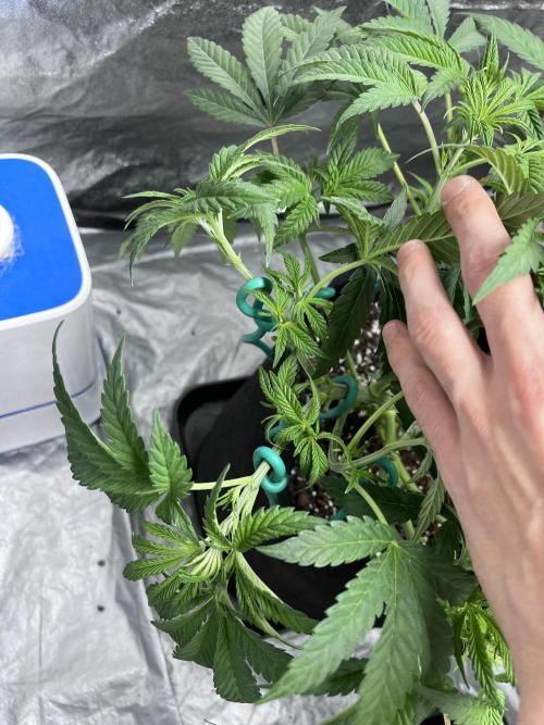 ethos/exotic/growers choice seeds. Week 5