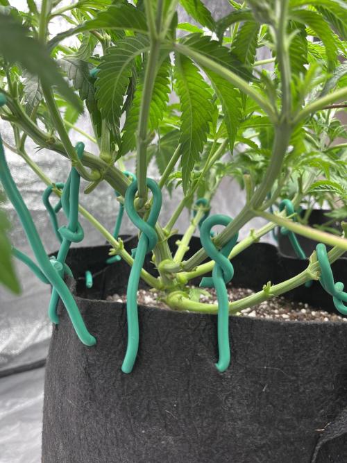 ethos/exotic/growers choice seeds. Week 5