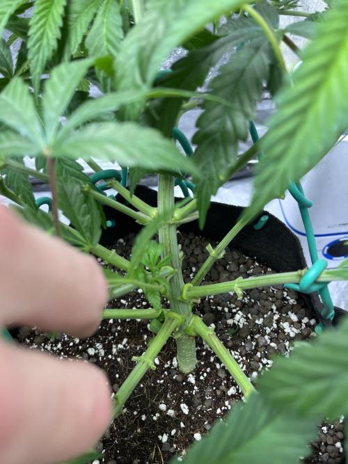 ethos/exotic/growers choice seeds. Week 5