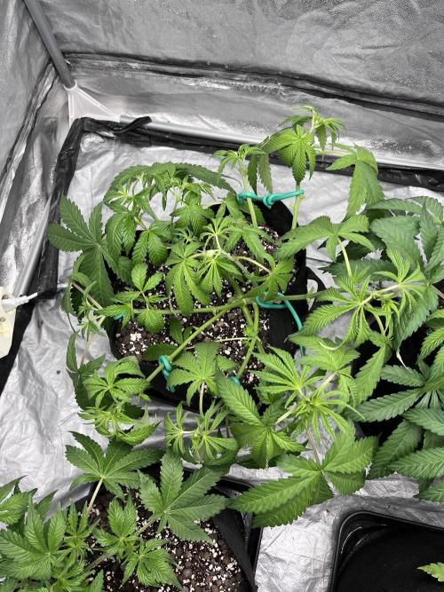 ethos/exotic/growers choice seeds. Week 5