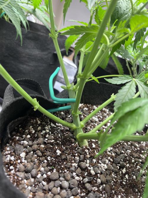 ethos/exotic/growers choice seeds. Week 5