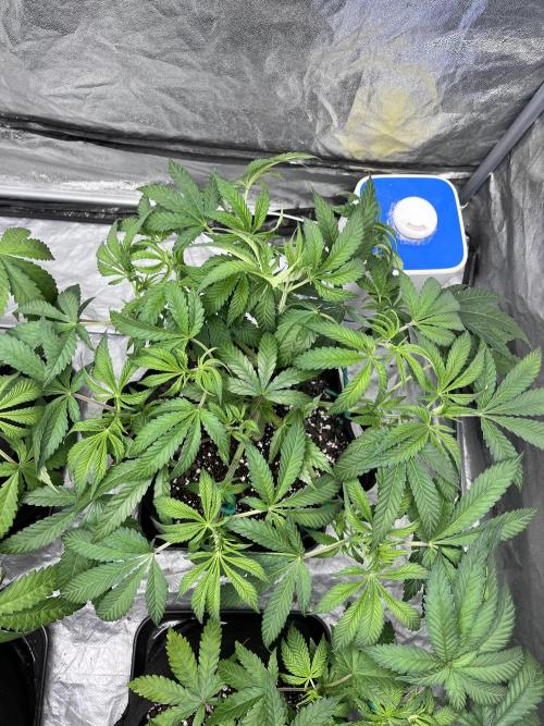 ethos/exotic/growers choice seeds. Week 5
