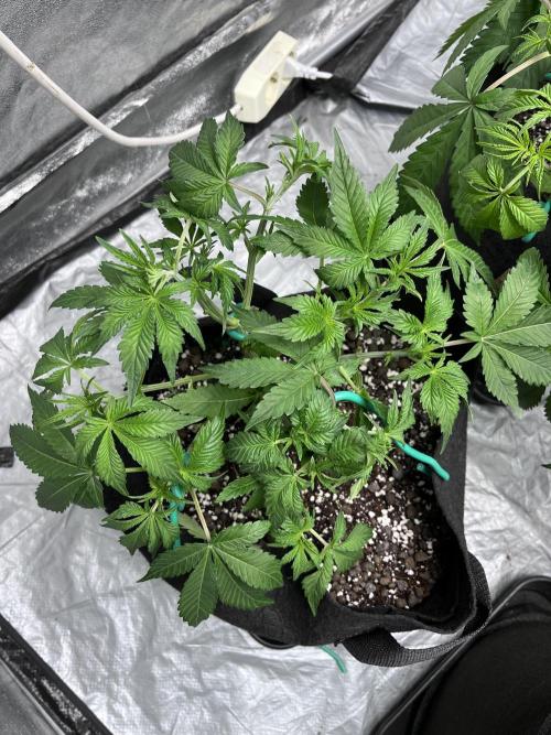 ethos/exotic/growers choice seeds. Week 5