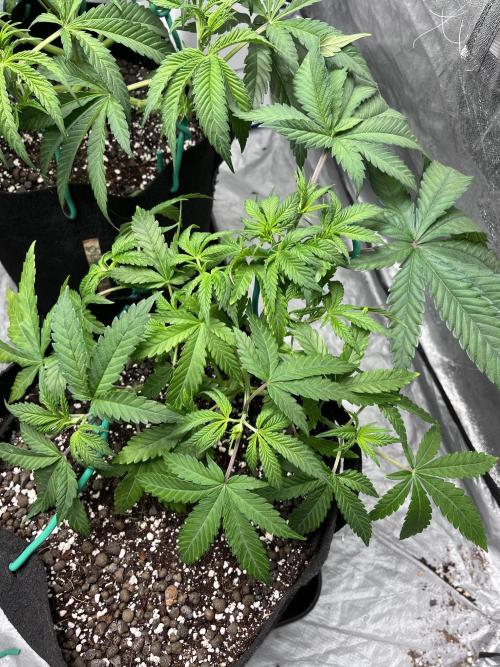 ethos/exotic/growers choice seeds. Week 5