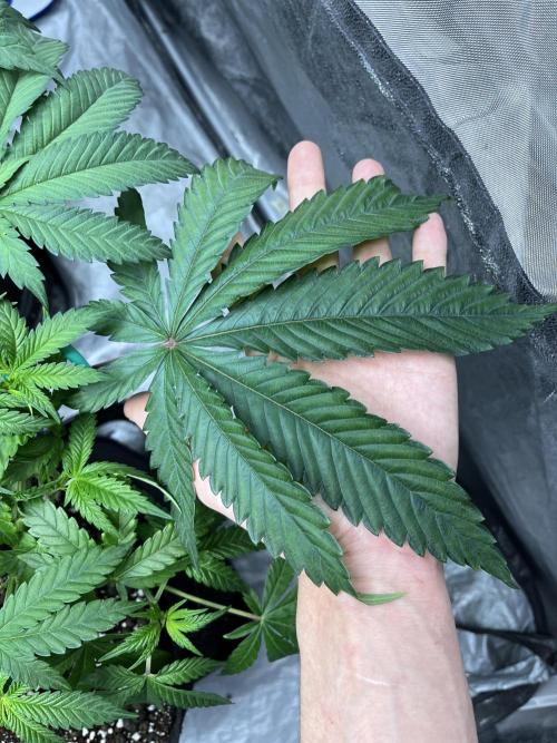 ethos/exotic/growers choice seeds. Week 5