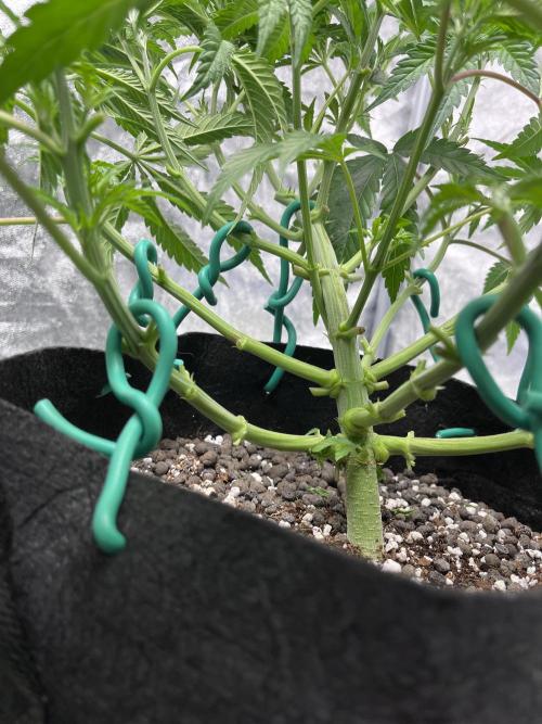 ethos/exotic/growers choice seeds. Week 5