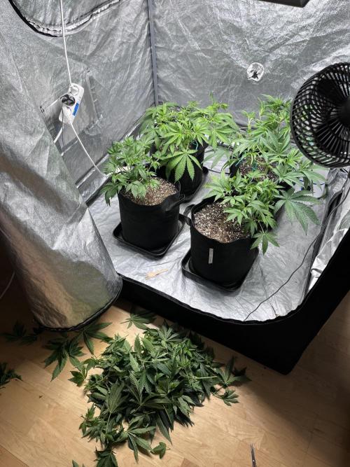 ethos/exotic/growers choice seeds. Week 5