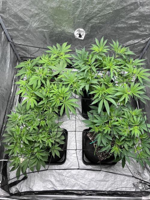 ethos/exotic/growers choice seeds. Week 6 - All of my ladies