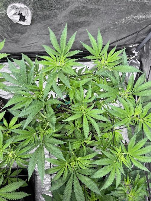 ethos/exotic/growers choice seeds. Week 6 - Grape balls of fire