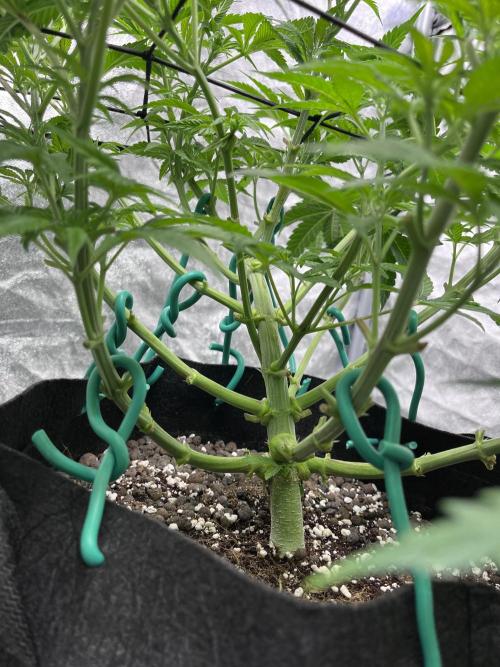 ethos/exotic/growers choice seeds. Week 6 - Grape balls of fire huge stem