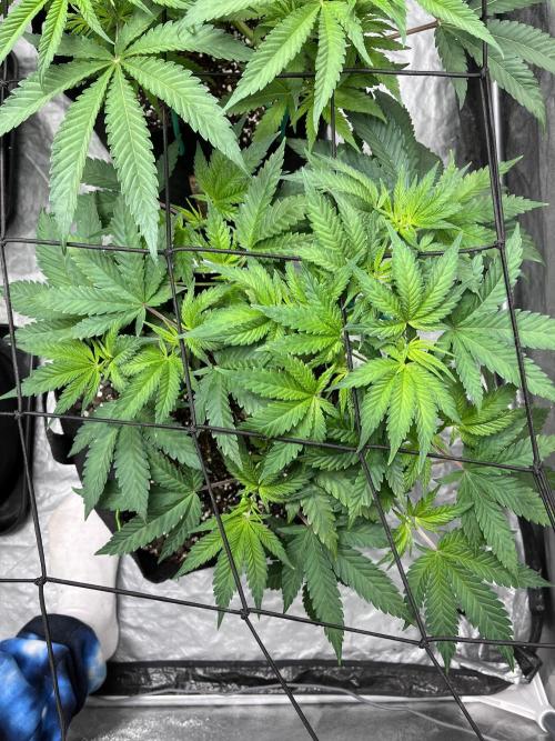 ethos/exotic/growers choice seeds. Week 6 - Grape balls of fire