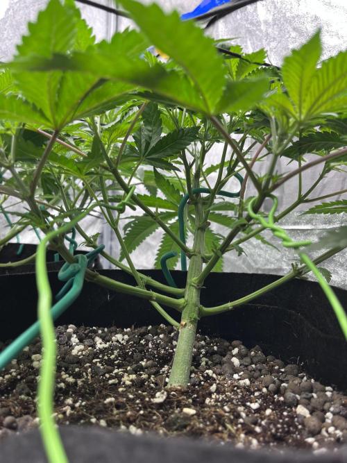 ethos/exotic/growers choice seeds. Week 6 - Grape balls of fire stem