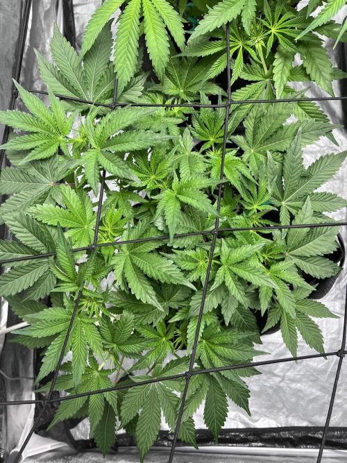 ethos/exotic/growers choice seeds. Week 6 - Sha-boink