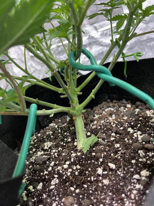 ethos/exotic/growers choice seeds. Week 6 - Sha-boink stem