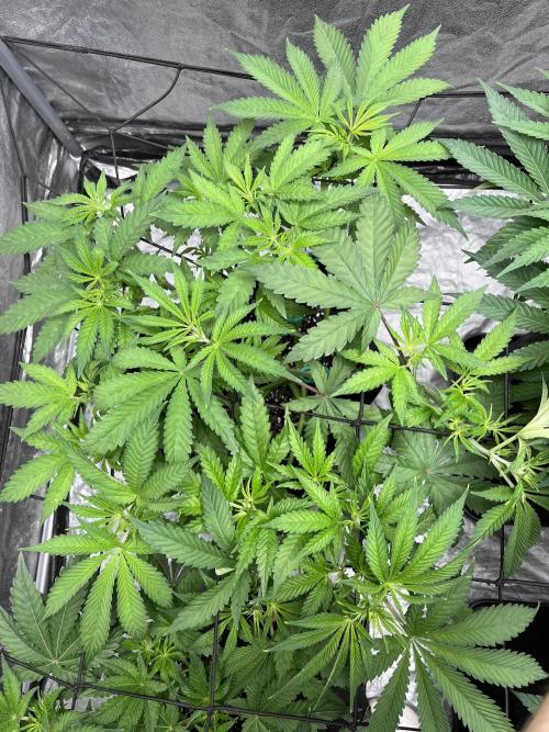 ethos/exotic/growers choice seeds. Week 6 - Original oreoz