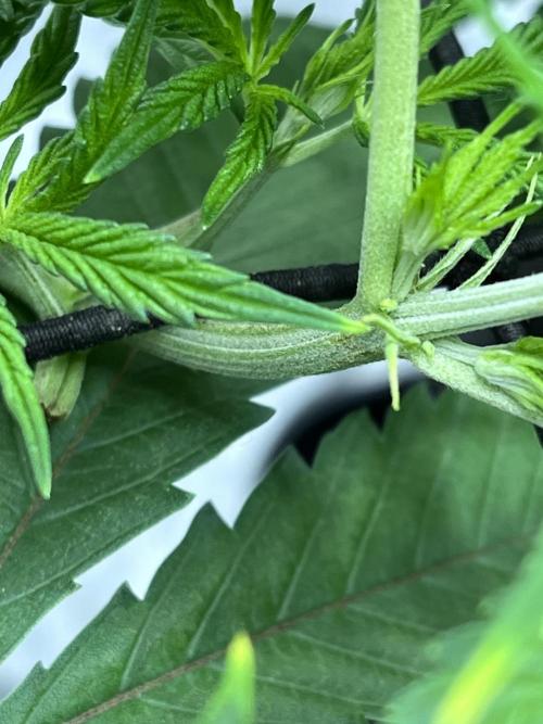 ethos/exotic/growers choice seeds. Week 6 - I hope these are not balls