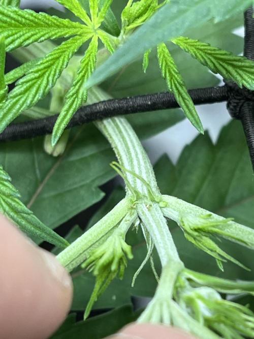 ethos/exotic/growers choice seeds. Week 6 - I popped one