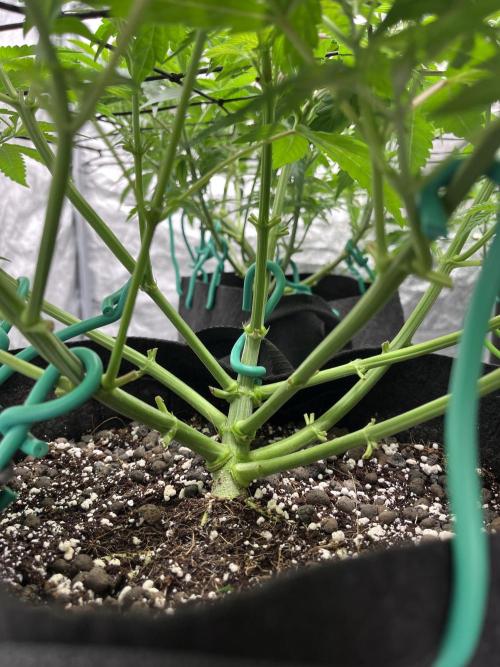 ethos/exotic/growers choice seeds. Week 6 - Original oreoz stem