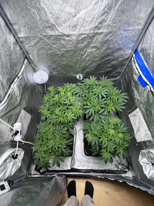 ethos/exotic/growers choice seeds. Week 7 - All my ladies