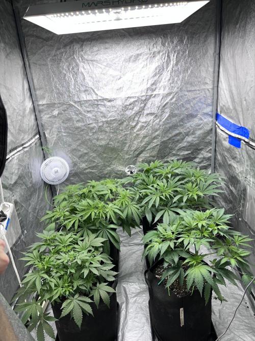 ethos/exotic/growers choice seeds. Week 7 - Very bushy plants