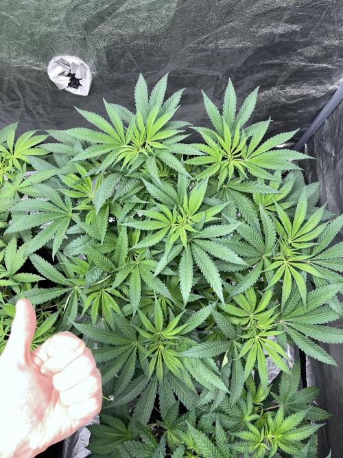 ethos/exotic/growers choice seeds. Week 7 - Grape balls of fire