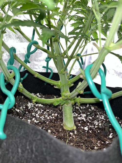 ethos/exotic/growers choice seeds. Week 7 - Her stem
