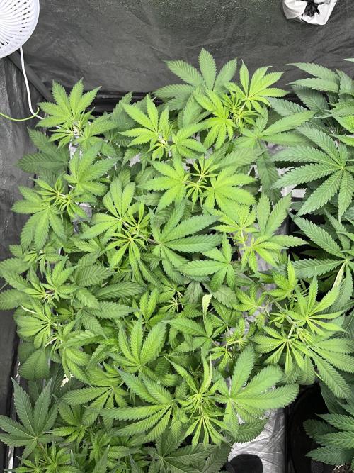ethos/exotic/growers choice seeds. Week 7 - Oreoz