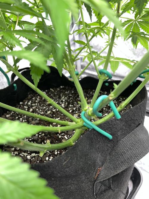 ethos/exotic/growers choice seeds. Week 7 - Oreoz stem