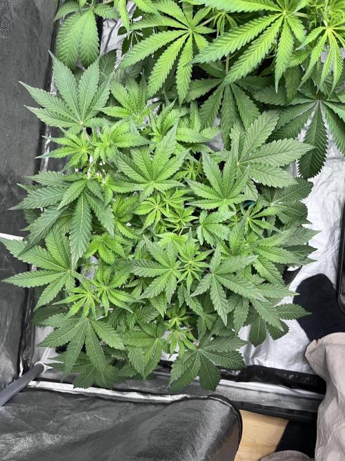 ethos/exotic/growers choice seeds. Week 7 - Sha-boink