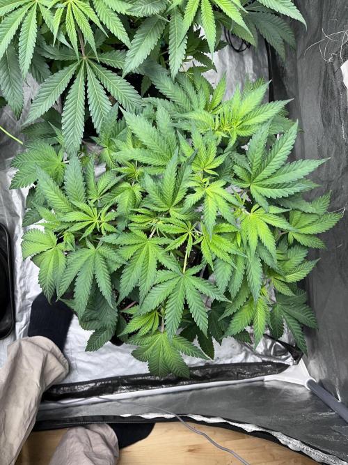 ethos/exotic/growers choice seeds. Week 7 - Grape balls of fire