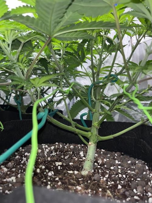 ethos/exotic/growers choice seeds. Week 7 - Her stem