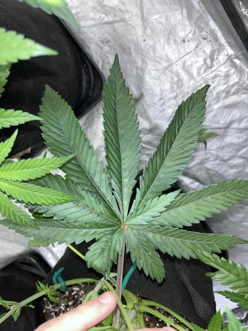 ethos/exotic/growers choice seeds. Week 7 - Big ass leaf