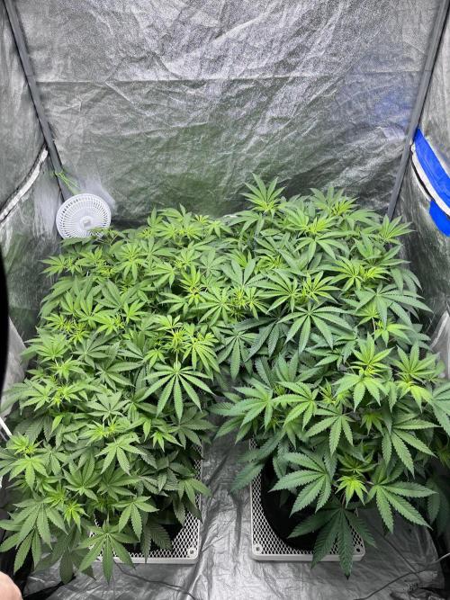 ethos/exotic/growers choice seeds. Week 9 - Before trim