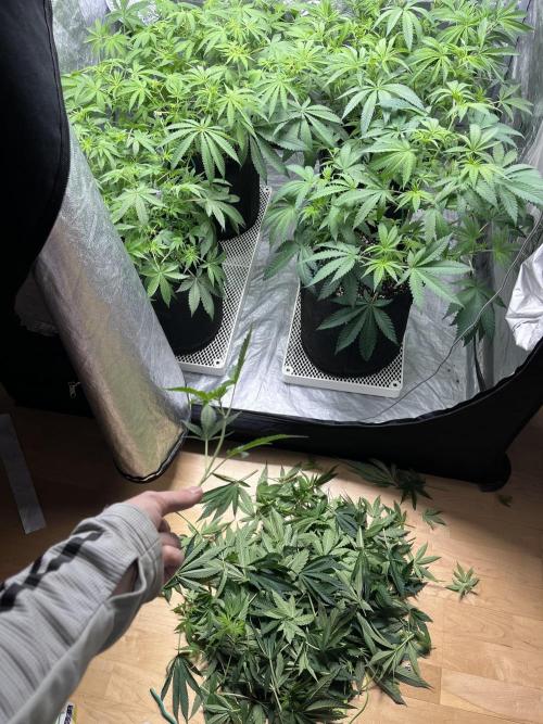 ethos/exotic/growers choice seeds. Week 9