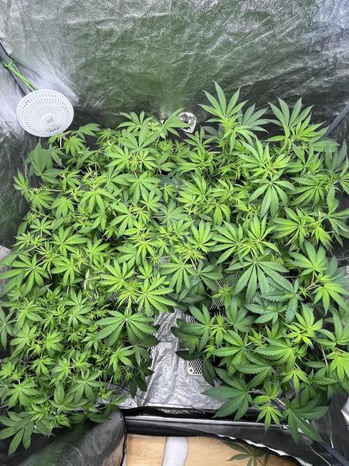 ethos/exotic/growers choice seeds. Week 9 - After trim
