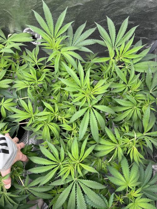ethos/exotic/growers choice seeds. Week 9 - Grape