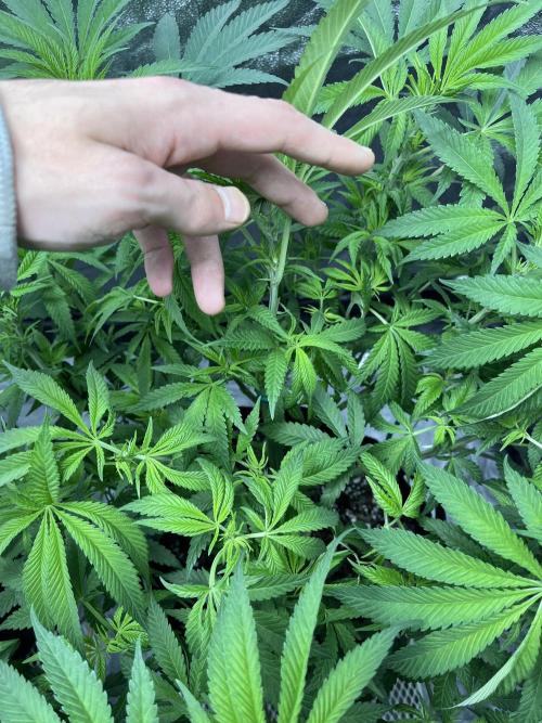 ethos/exotic/growers choice seeds. Week 9 - Grape