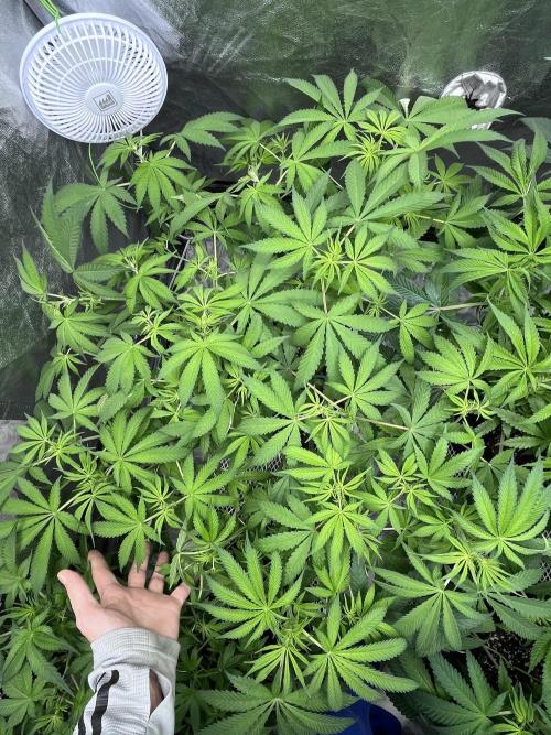 ethos/exotic/growers choice seeds. Week 9 - Oreoz