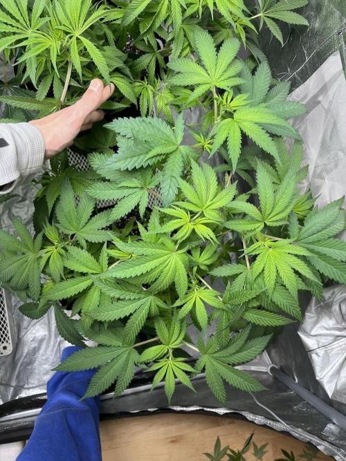 ethos/exotic/growers choice seeds. Week 9 - Smaller Grape