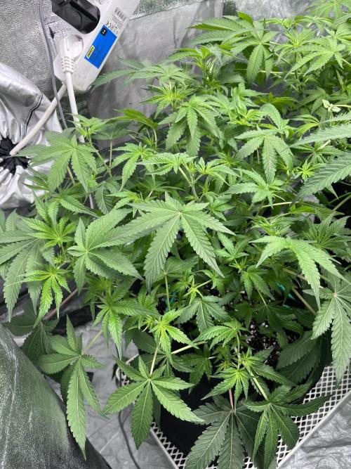 ethos/exotic/growers choice seeds. Week 9 - Sha-boink
