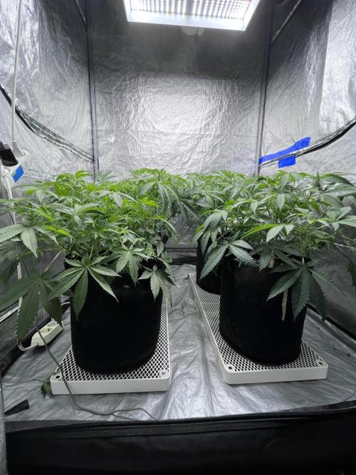 ethos/exotic/growers choice seeds. Week 9