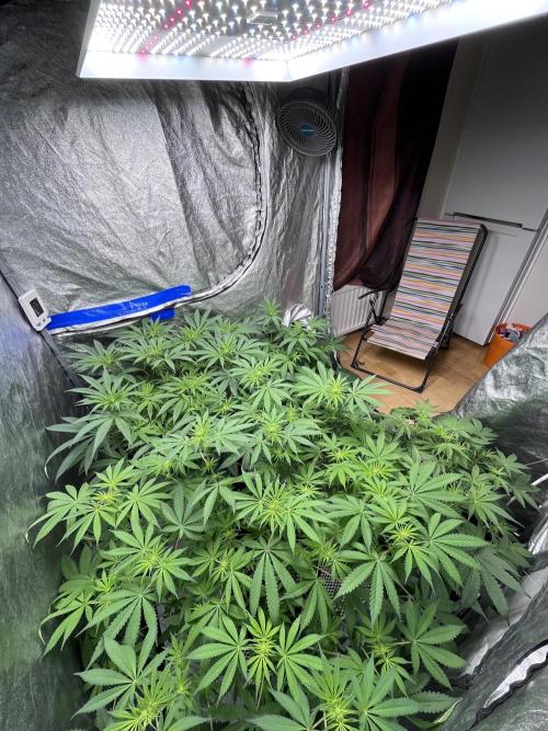 ethos/exotic/growers choice seeds. Week 10